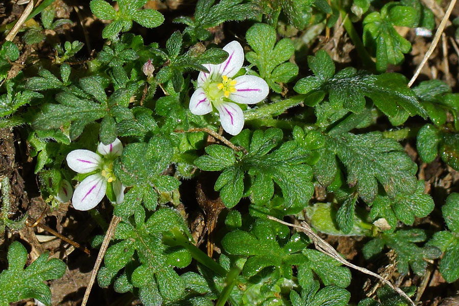 Erodium maritimum / Becco di gr marittimo